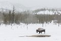 25 Yellowstone NP, bizon